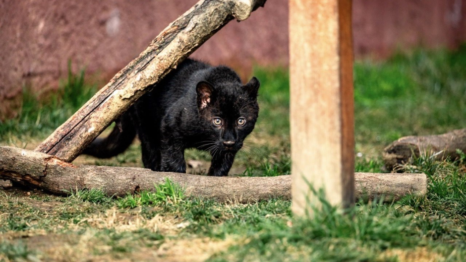 Pombia, Safari Park: benvenuto a Luna, cucciolo di leopardo melanico